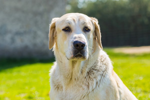 therapy for dogs with hip dysplasia