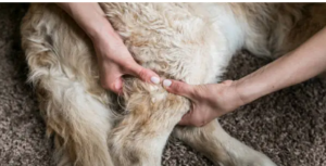 dog PT cost per session