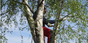 tree loppers near me